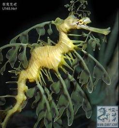 叶海龙视频,揭秘深海霸主的生活奥秘